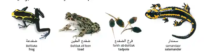 Amphibians In Arabic 