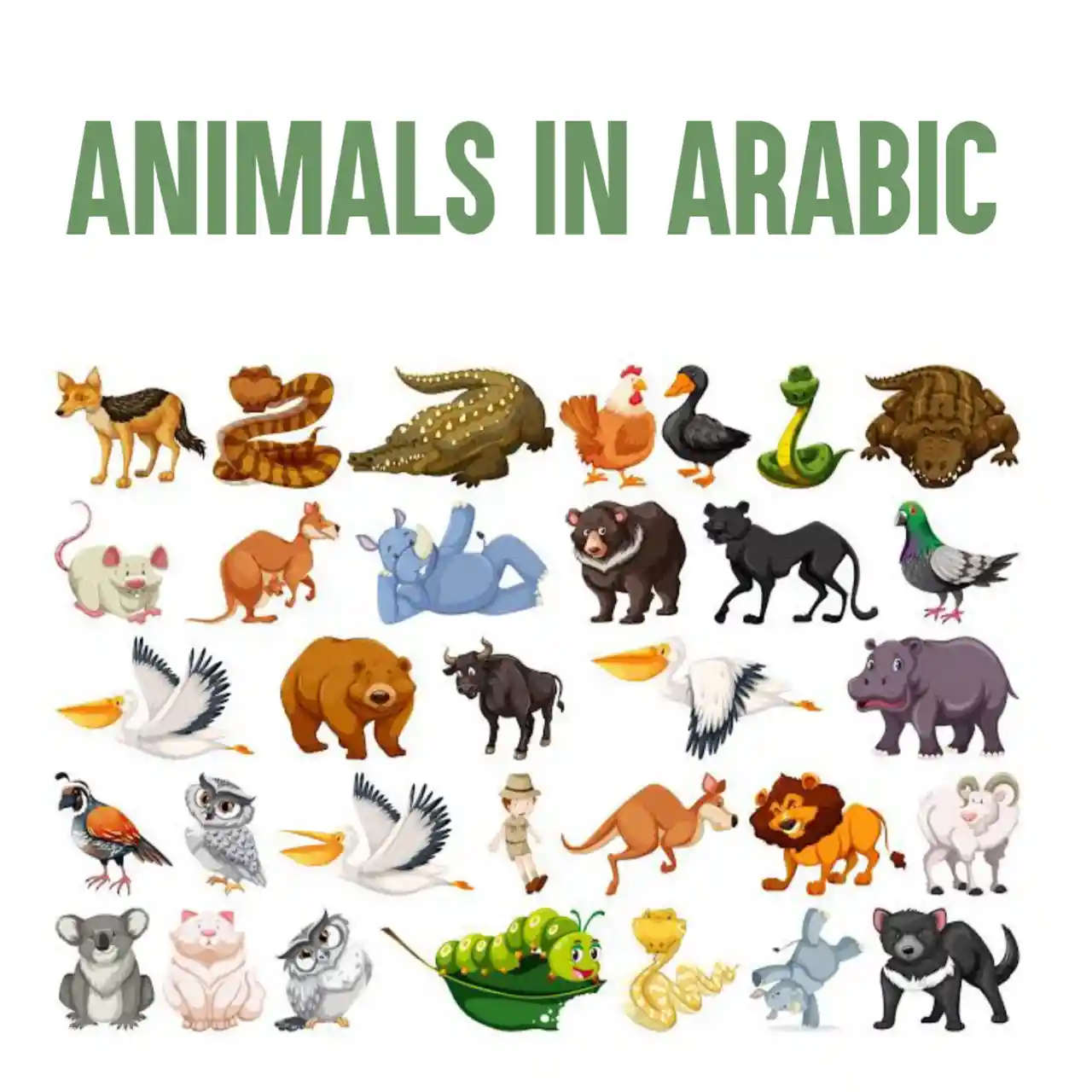 Animals In Arabic