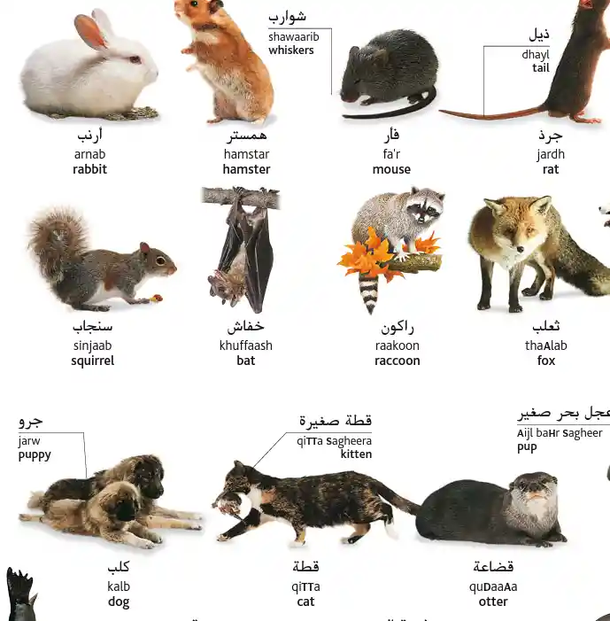 120 Animals In Arabic (With English Translations)