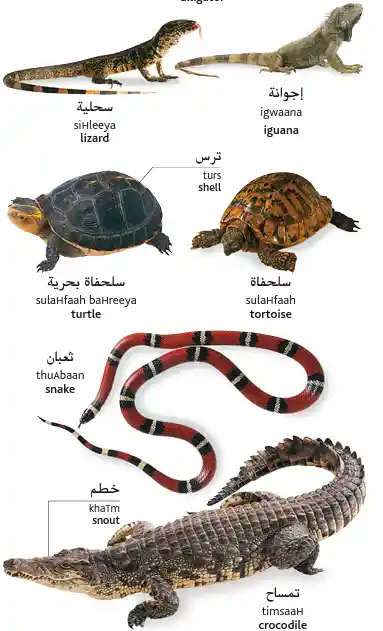 Reptiles in Arabic 