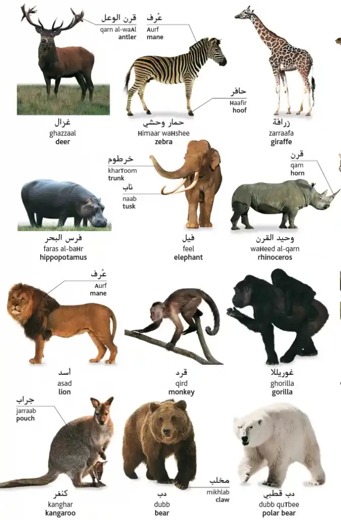 120 Animals In Arabic (With English Translations)