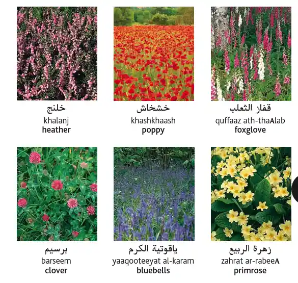 Arabic flower names with pictures