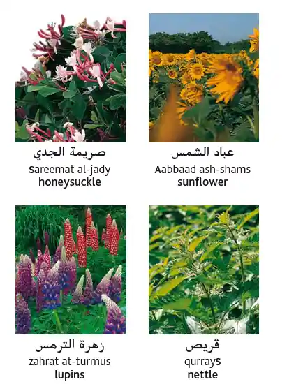 Arabic flower names with pictures