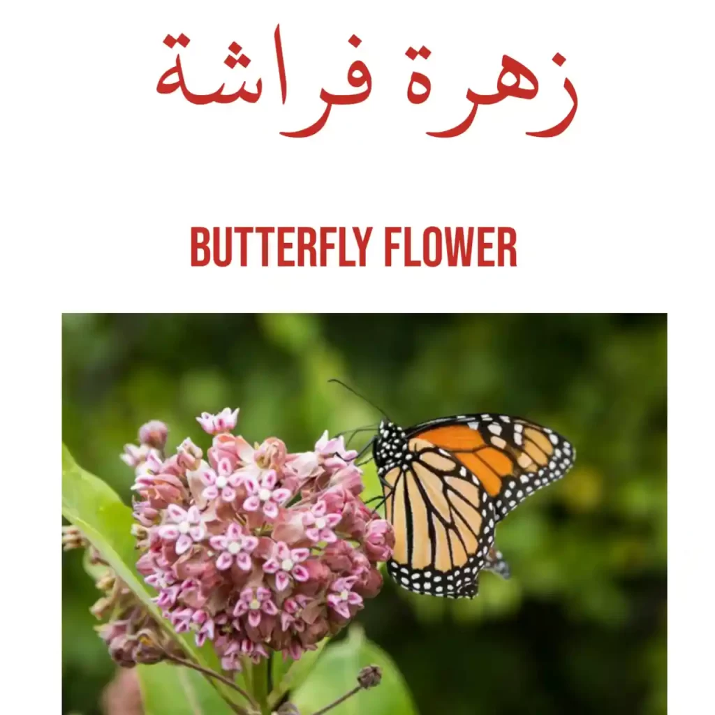 Butterfly flower in Arabic