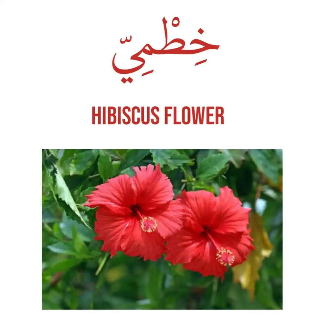 Hibiscus flower in Arabic