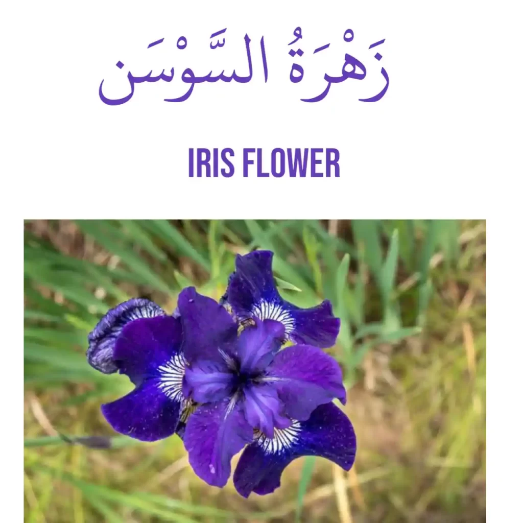 Iris flower in Arabic 