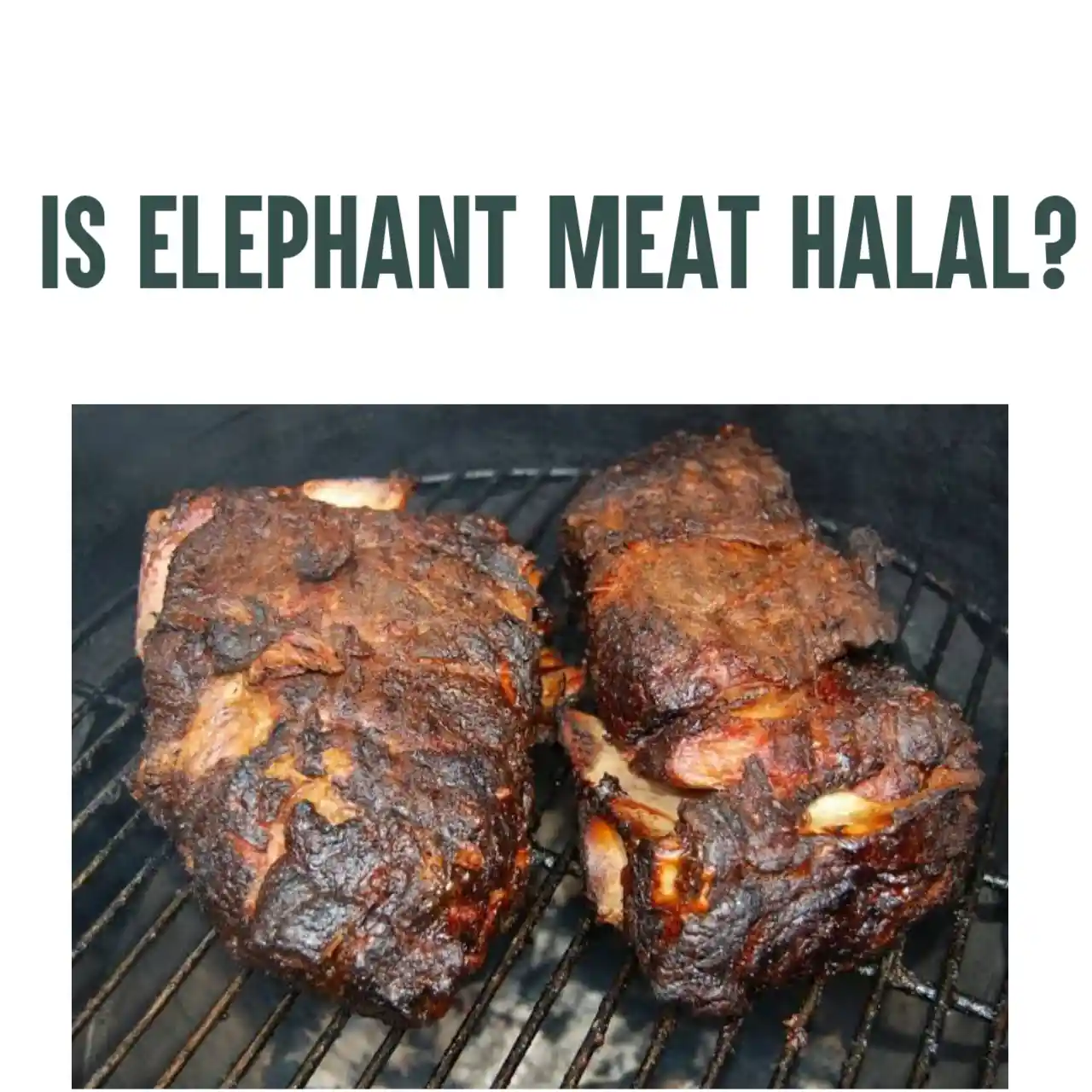 Is Elephant Halal