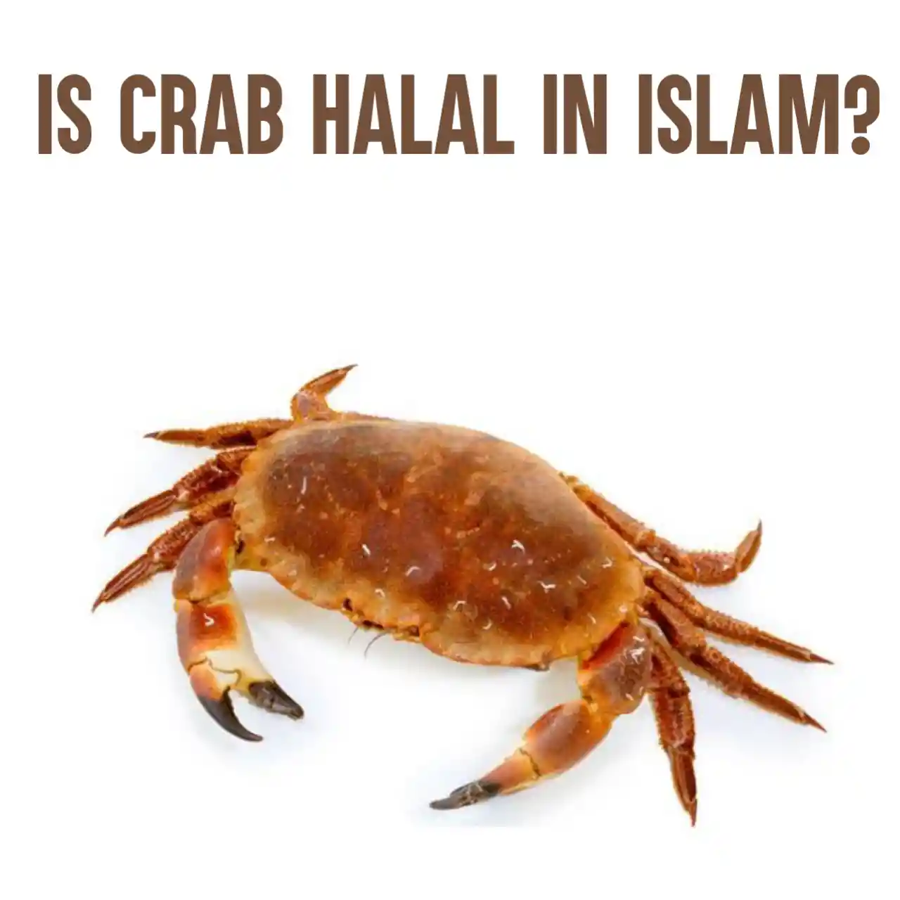 Is Crab Halal In Islam? What You Need To Know