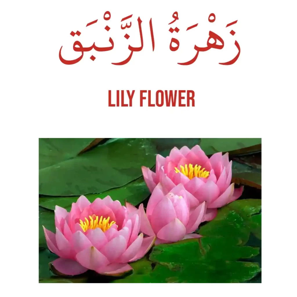 Lily flower in Arabic