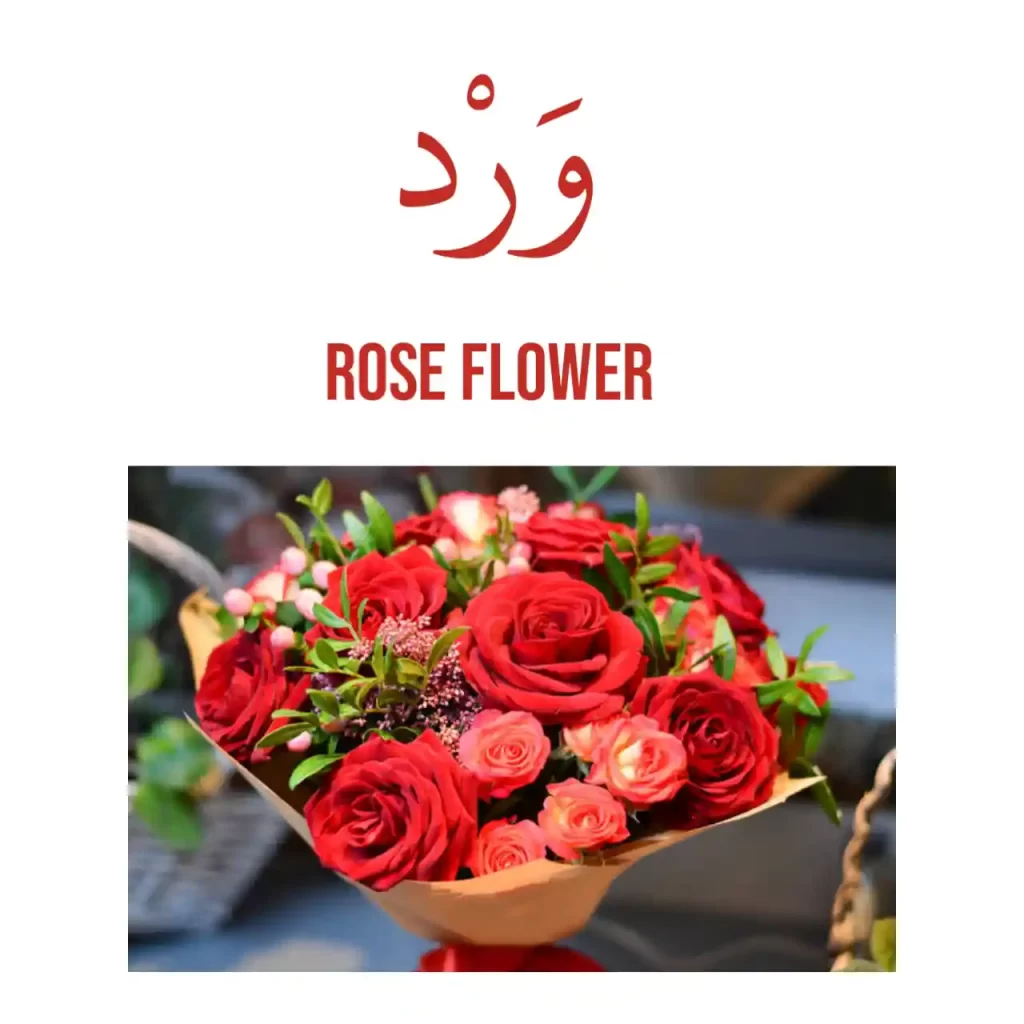 Rose flower in Arabic 