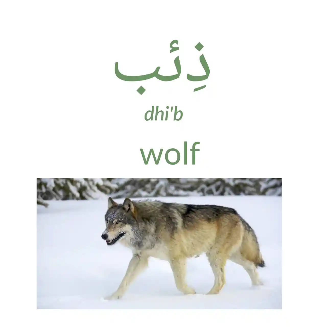 Wolf in Arabic