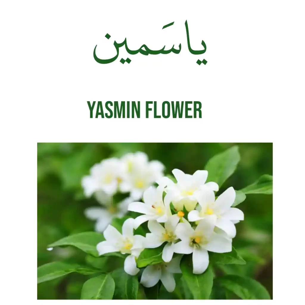 Yasmin Flower in Arabic 