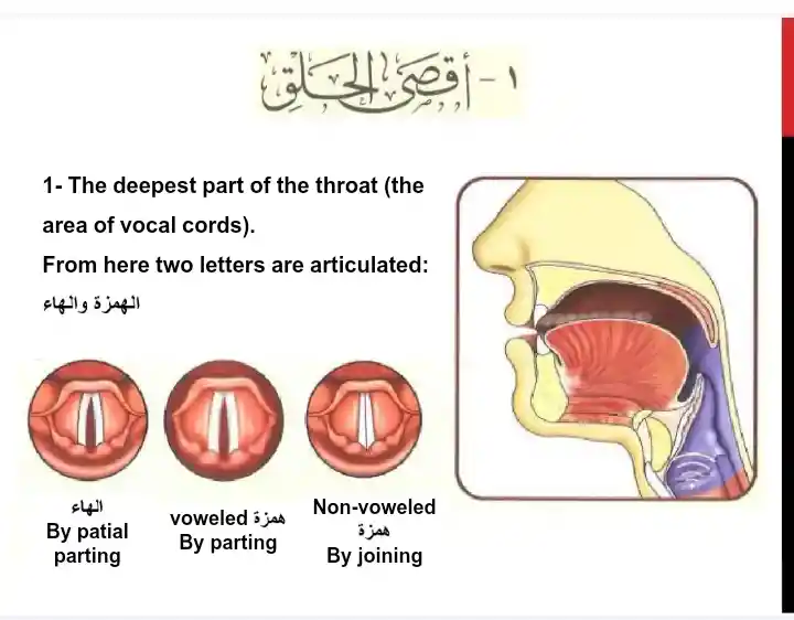 Throat Letters In Arabic