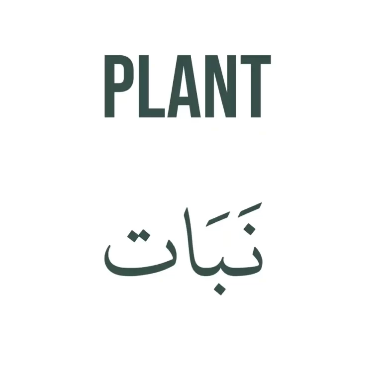 30+ Arabic Plant Names (Plus Tree, Leaf, Seed In Arabic)