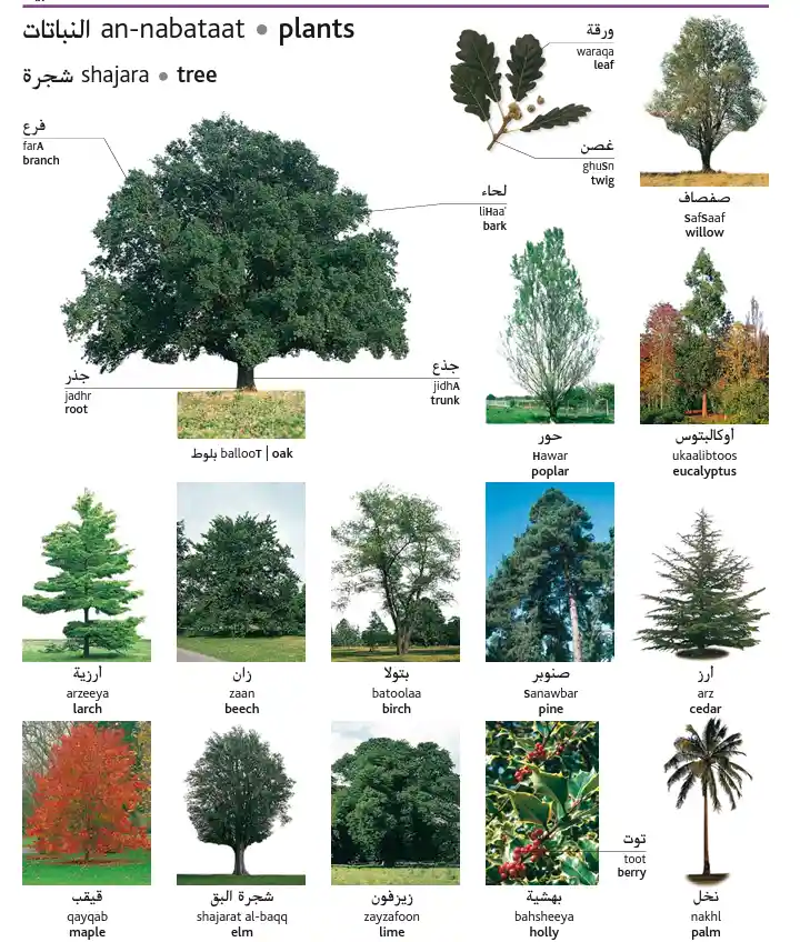 Arabic Plant Names