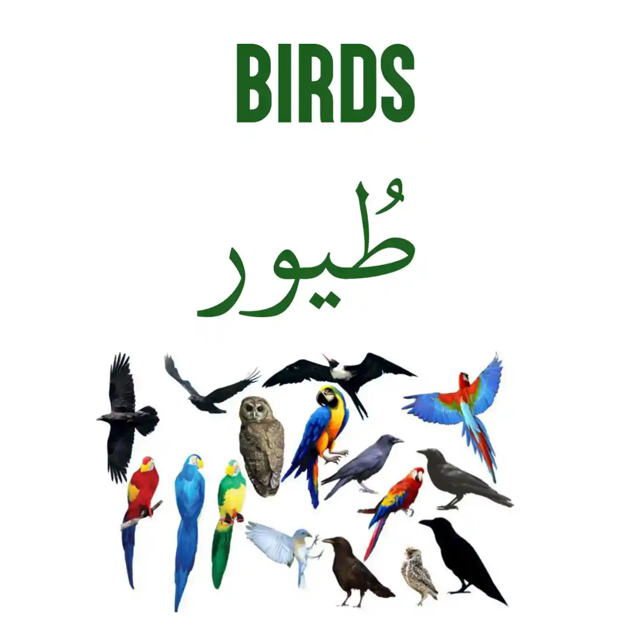 Bird in Arabic