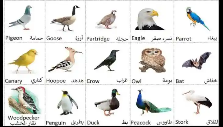 Birds Names In Arabic And English