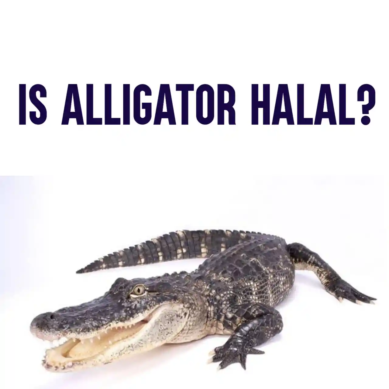 Is Alligator Halal