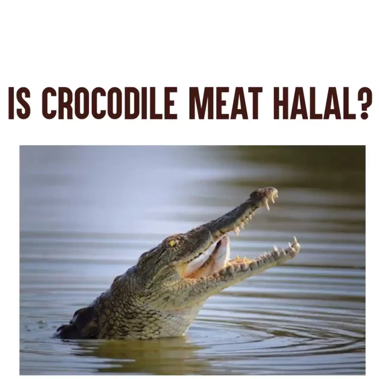 Is Crocodile Halal Or Haram In Islam? Things To Know
