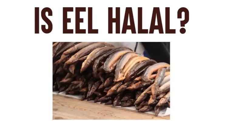 Is EEL Halal? Everything You Need To Know