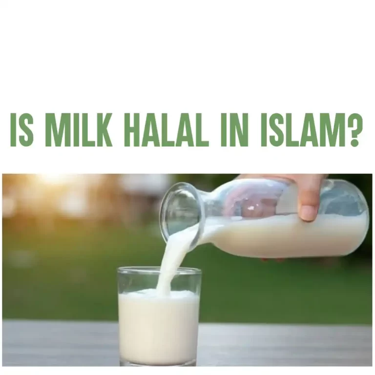 Is Milk Halal: Everything You Need To Know