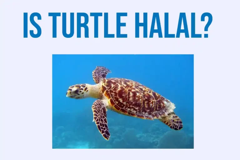 Is Turtle Halal? The Answer You Should Know