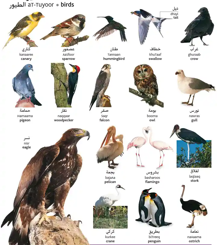 Birds Names In Arabic And English