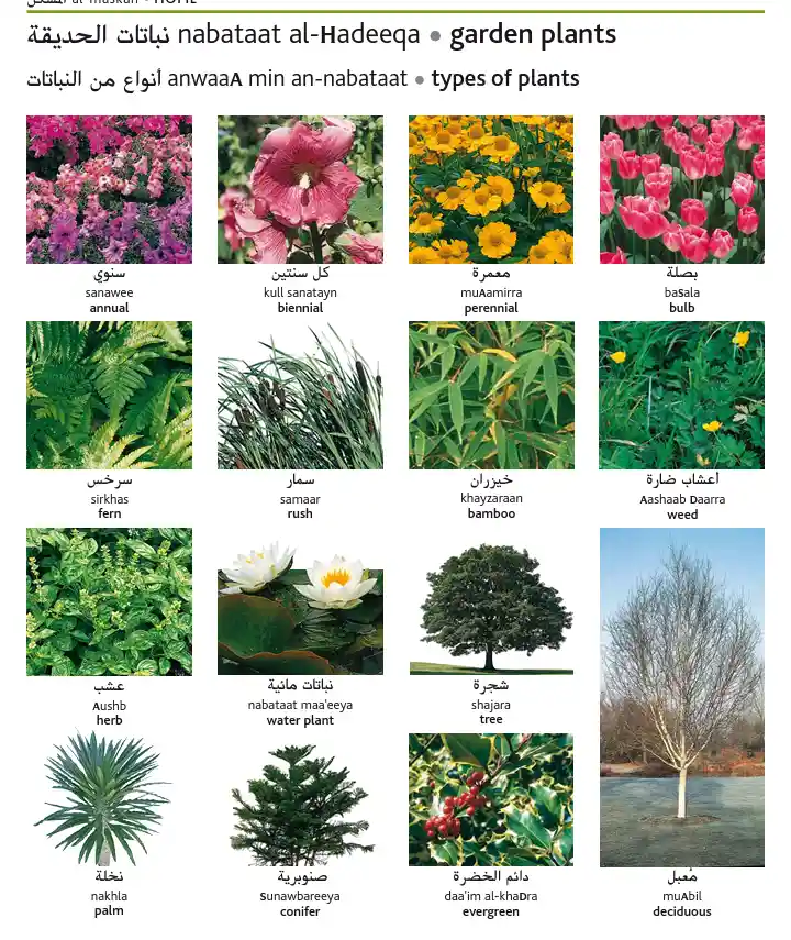Arabic Plant Names