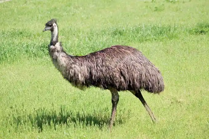 Is Emu Halal