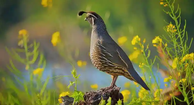 Is Quail Halal What You Need To Know