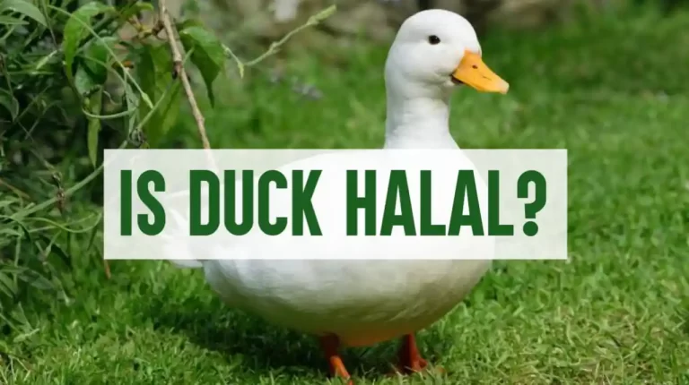 Is Duck Halal or Haram? Everything You Need To Know