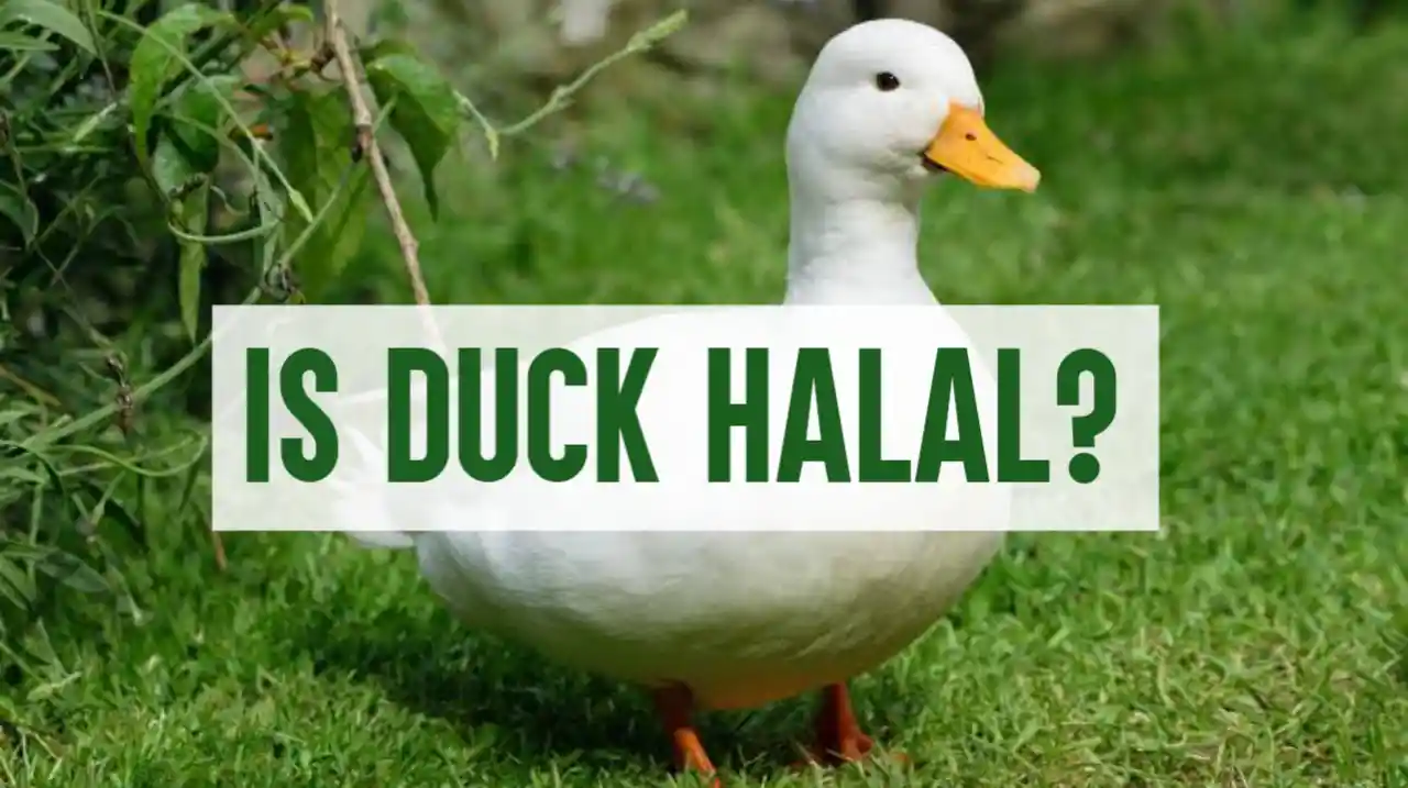 Is Duck Halal