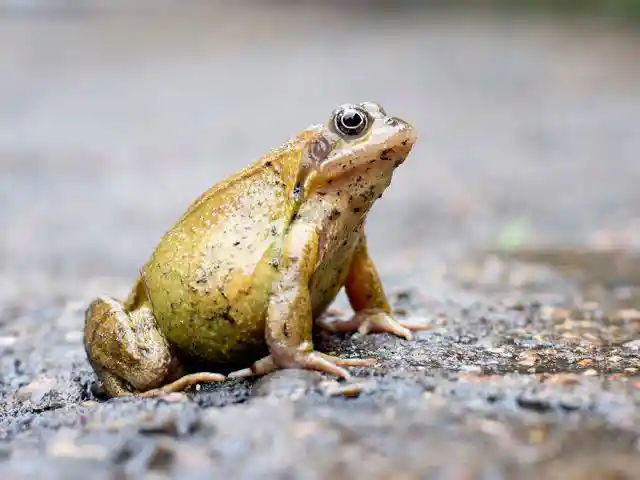 Is Frog Halal Or Haram To Eat? Quick Facts