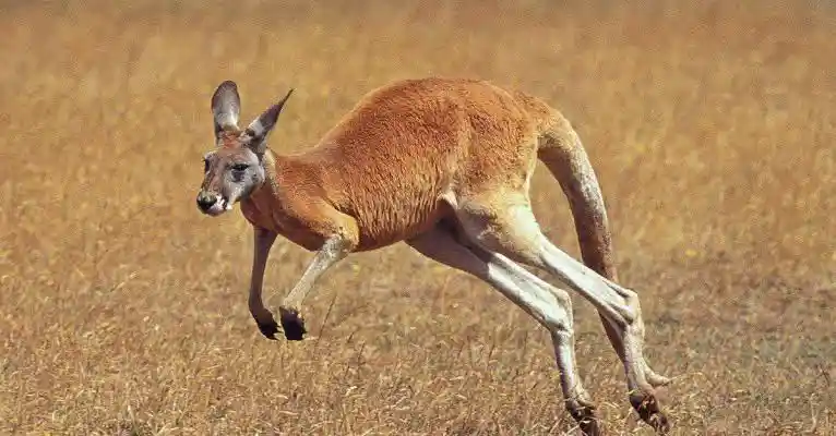 Is Kangaroo Halal? Here’s What You Should Know
