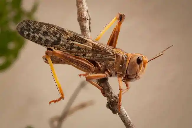 Is Locust Halal
