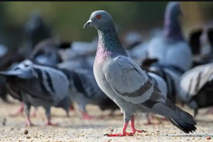 Is Pigeon Halal