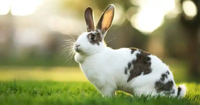 Is rabbit halal