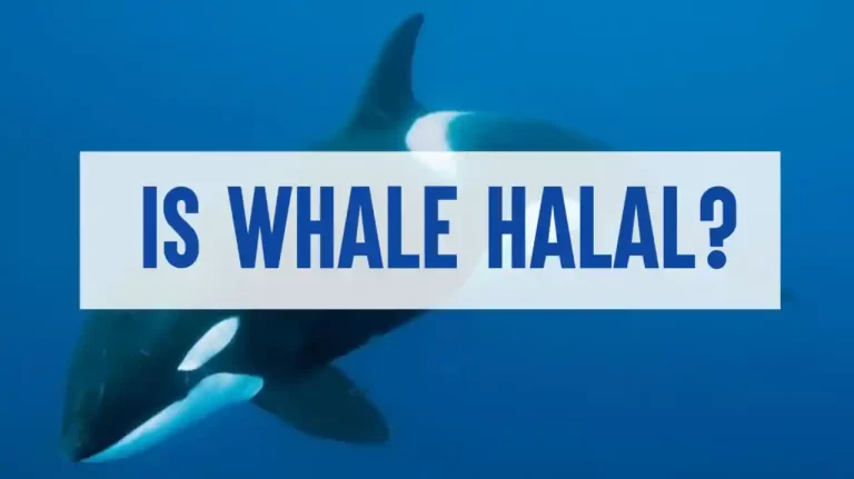 Is Whale Halal? What You Need To Know