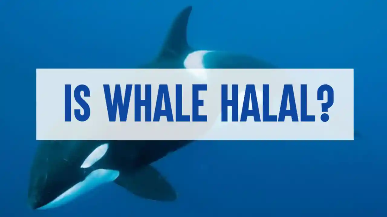 Is Whale Halal