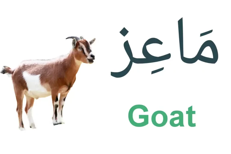 Goat in Arabic (Arabic Words For Male, Female, and Baby Goat)