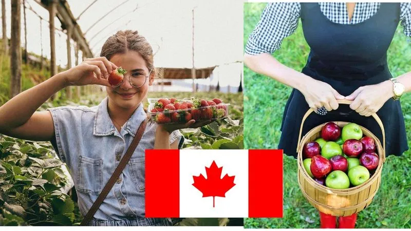 Crop Harvester Jobs in Canada with Visa Sponsorship